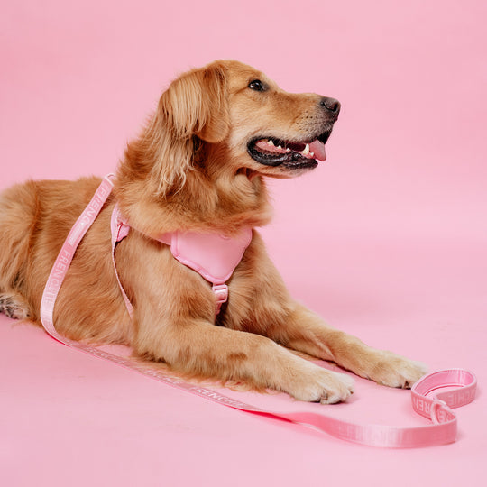 Frenchie Front Pull Harness - Pink Bubble Gum