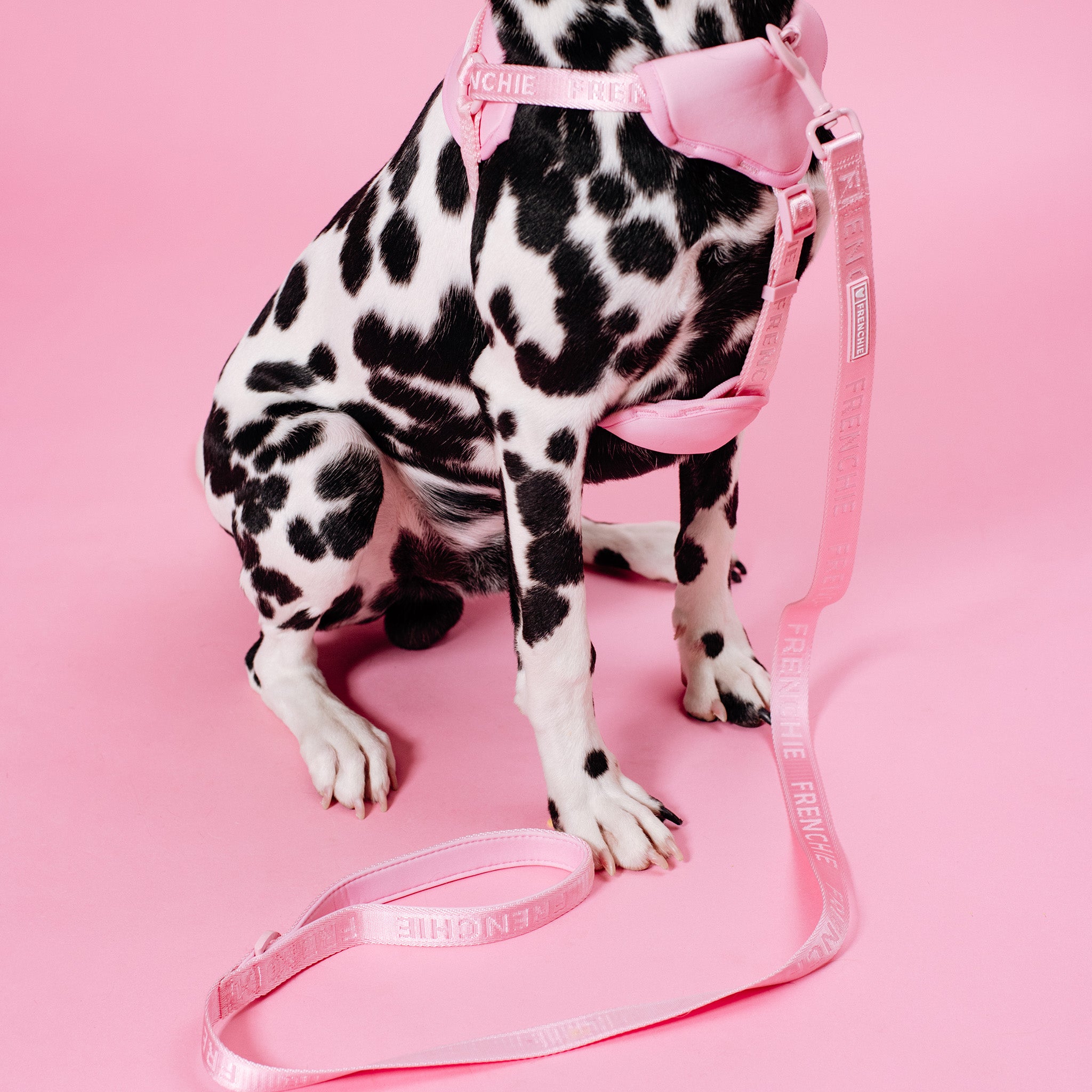 Pink Mix Rdg Pink Dog Leash And Collar