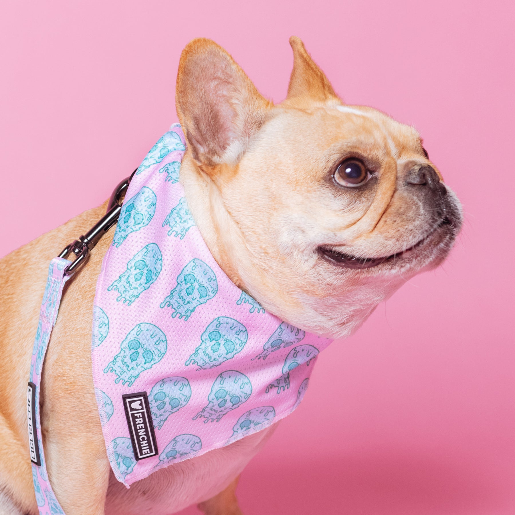 Frenchie Duo Reversible Harness - Pink Drip Skull