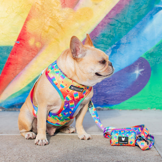 Frenchie Duo Reversible Harness - Rainbow Pop