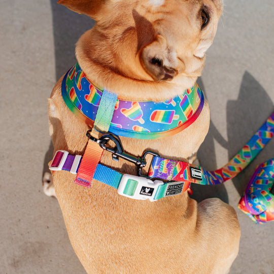 Frenchie Duo Reversible Harness - Rainbow Pop