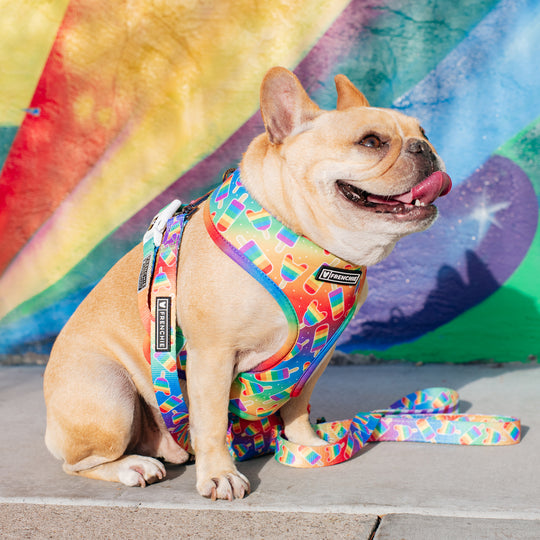 Frenchie Duo Reversible Harness - Rainbow Pop