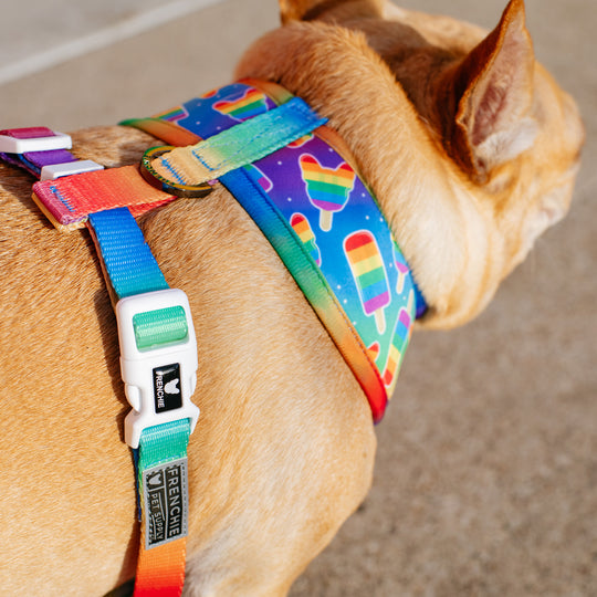 Frenchie Duo Reversible Harness - Rainbow Pop