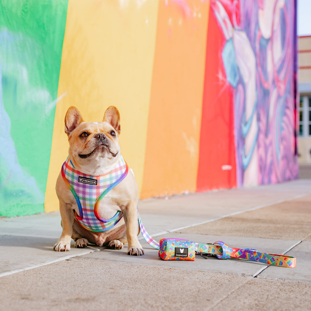 Frenchie Duo Reversible Harness - Rainbow Pop