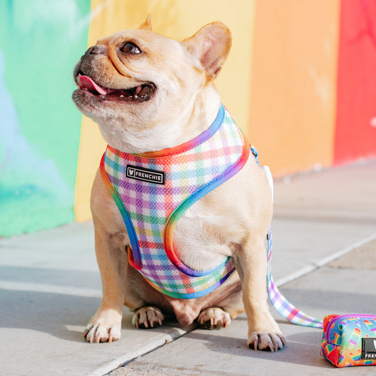 Frenchie Duo Reversible Harness - Rainbow Pop