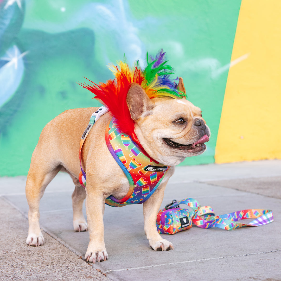 Frenchie Duo Reversible Harness - Rainbow Pop