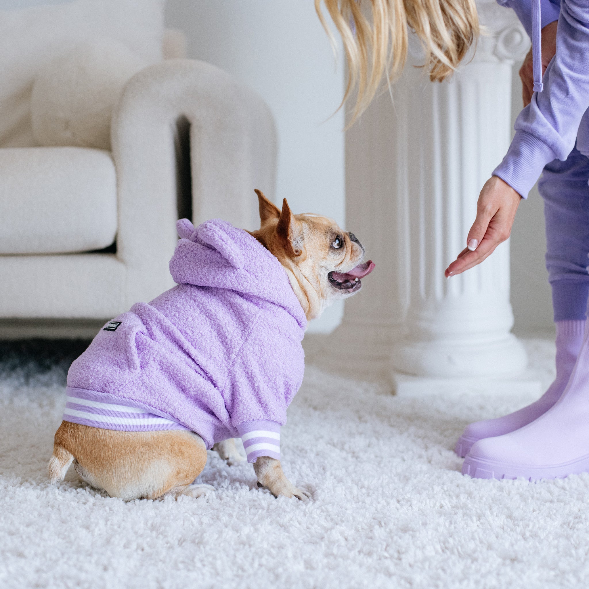 Frenchie Dog Hoodie Purple Teddy