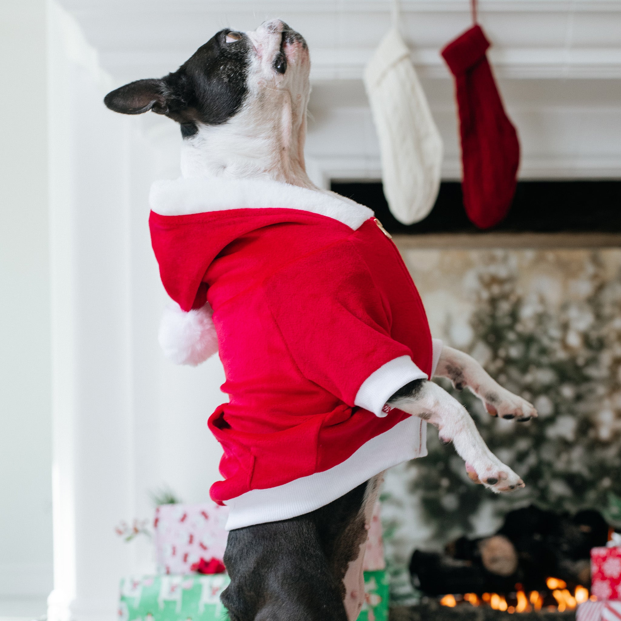 Frenchie store christmas outfit