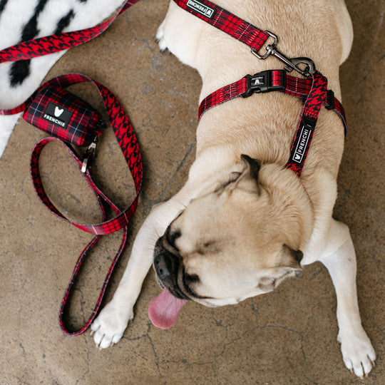Frenchie Strap Harness - Red Tartan