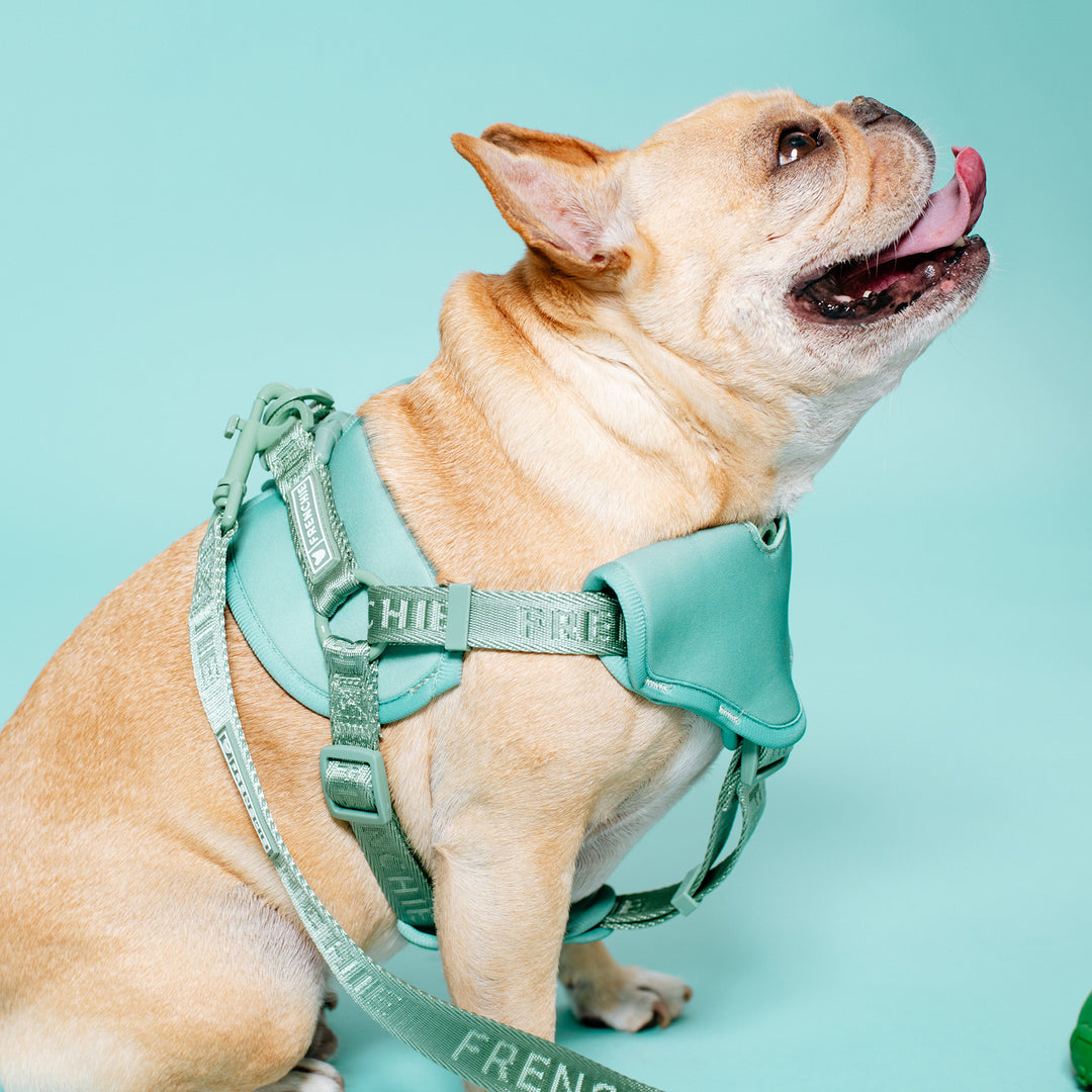 Frenchie Front Pull Harness - Sage