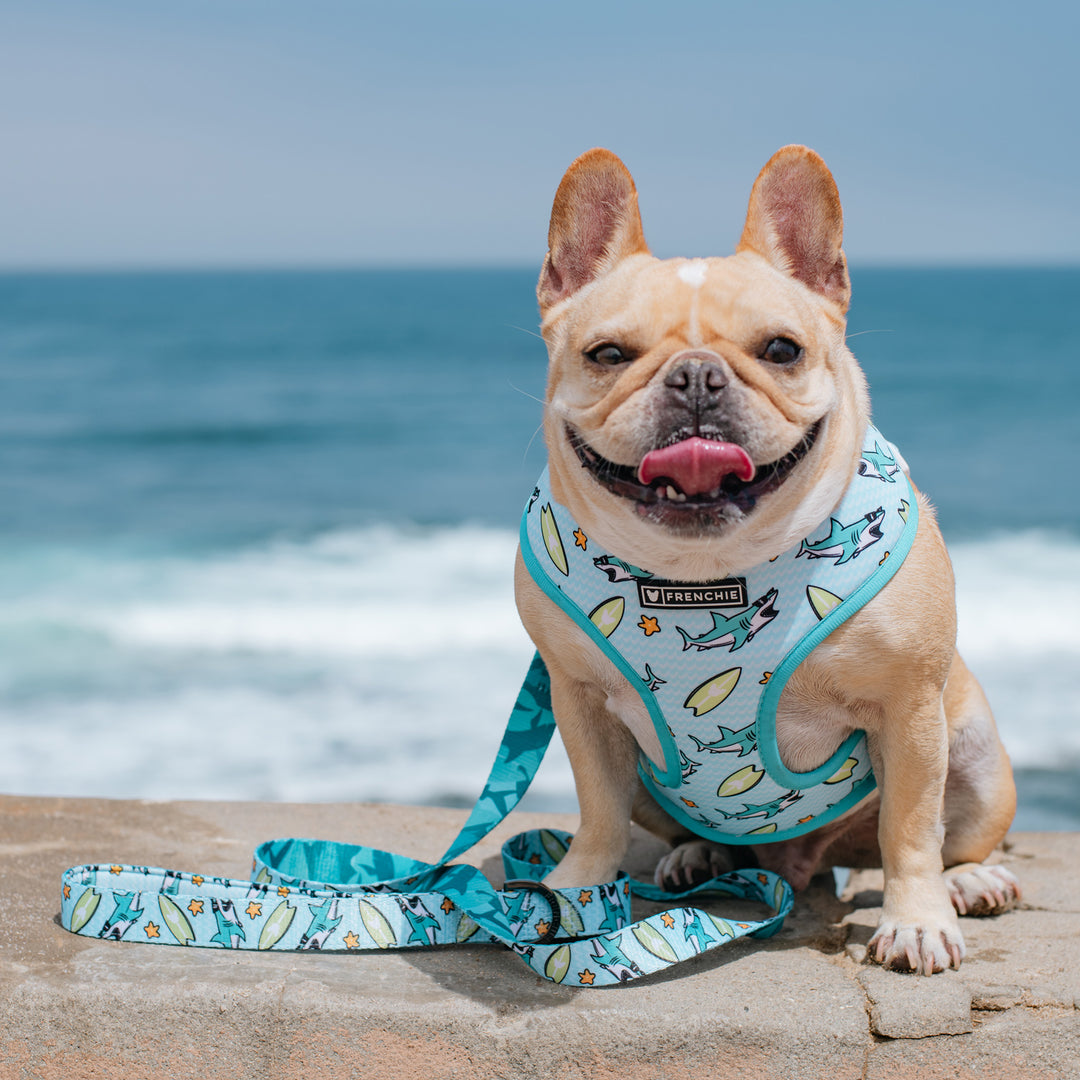 Frenchie Comfort Leash - Sharky