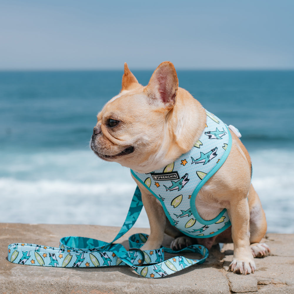 Frenchie Duo Reversible Harness - Sharky