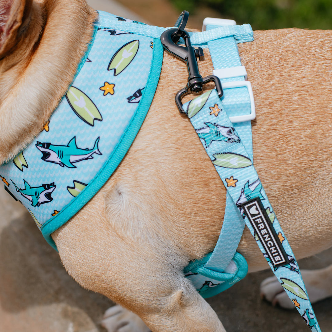 Frenchie Comfort Leash - Sharky