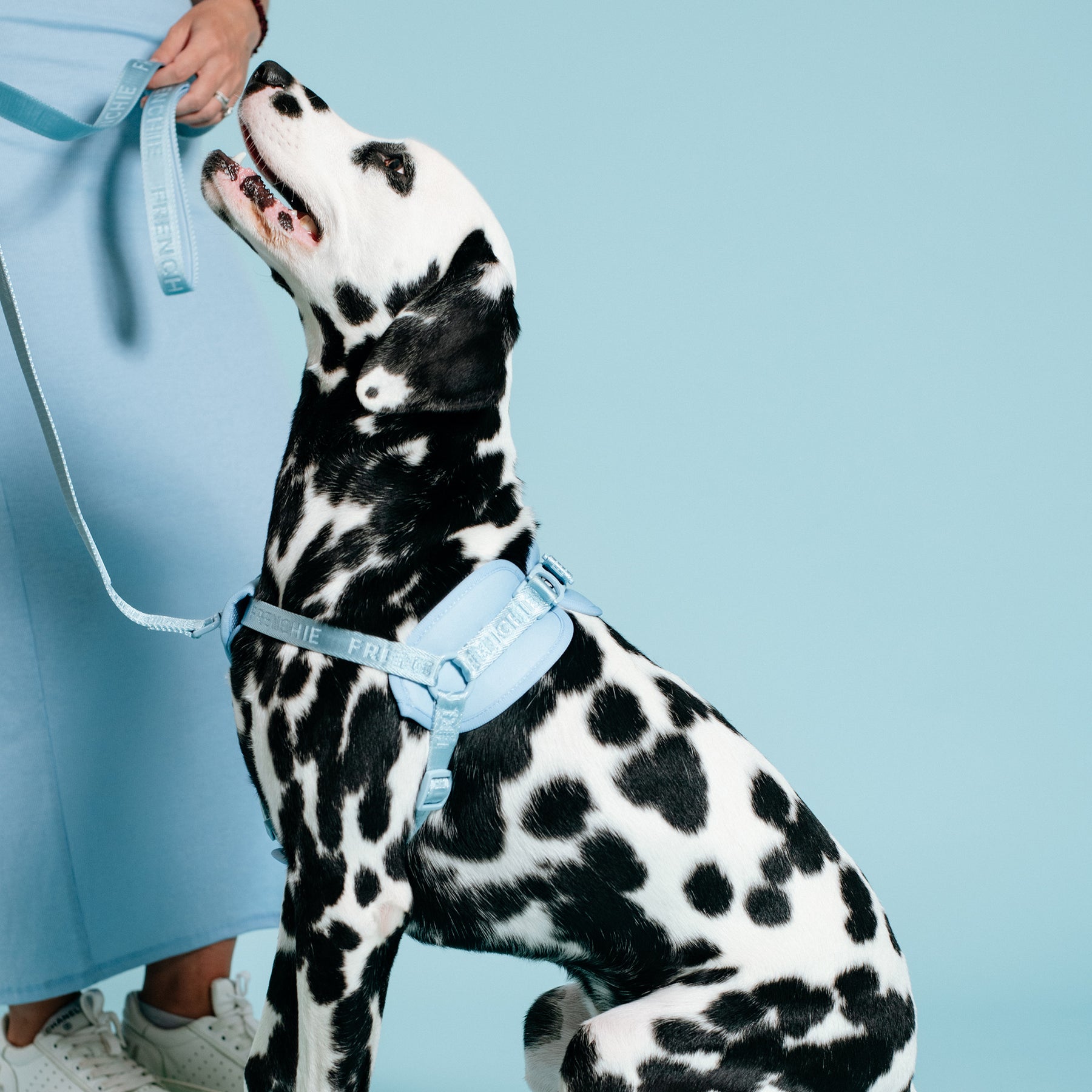 Chanel cute dog harness, bulldog harness