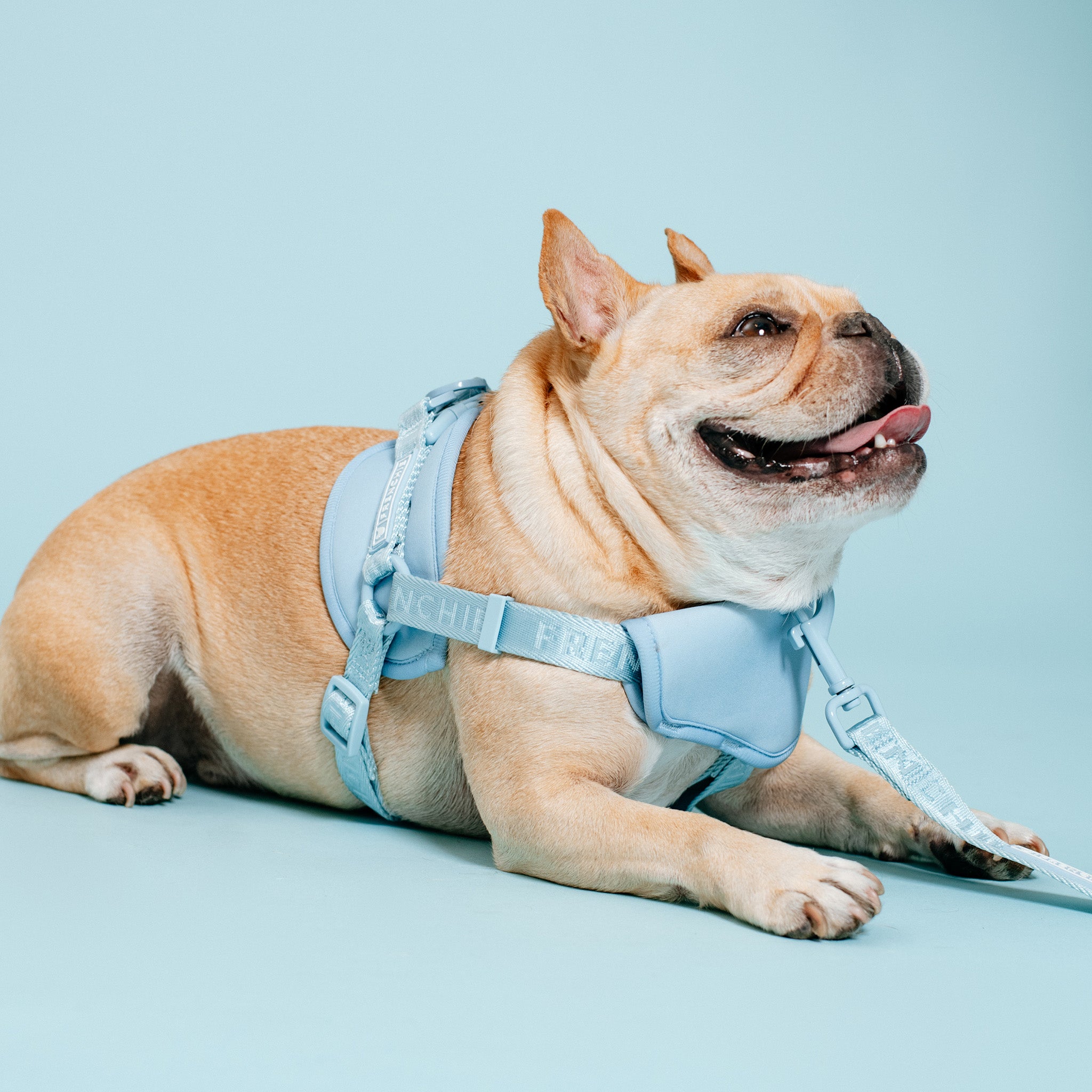 Best 2024 frenchie harness