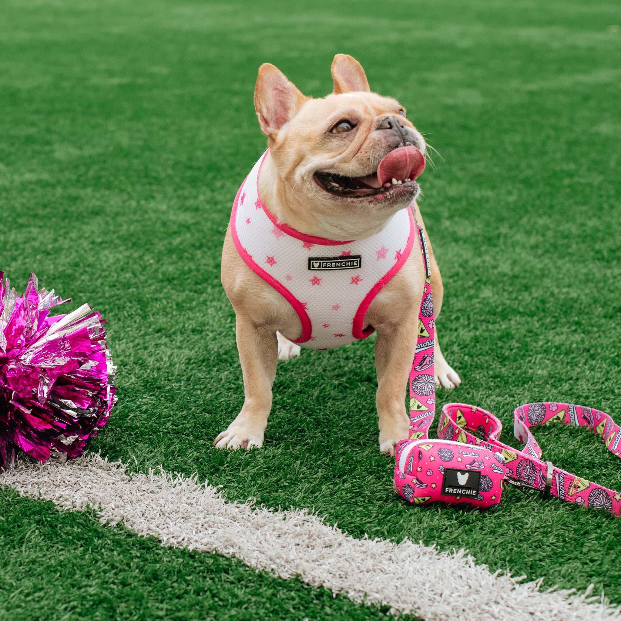 Frenchie 2025 reversible harness