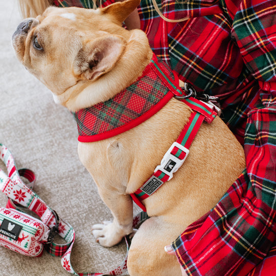 Frenchie Duo Reversible Harness - 'Tis The Season