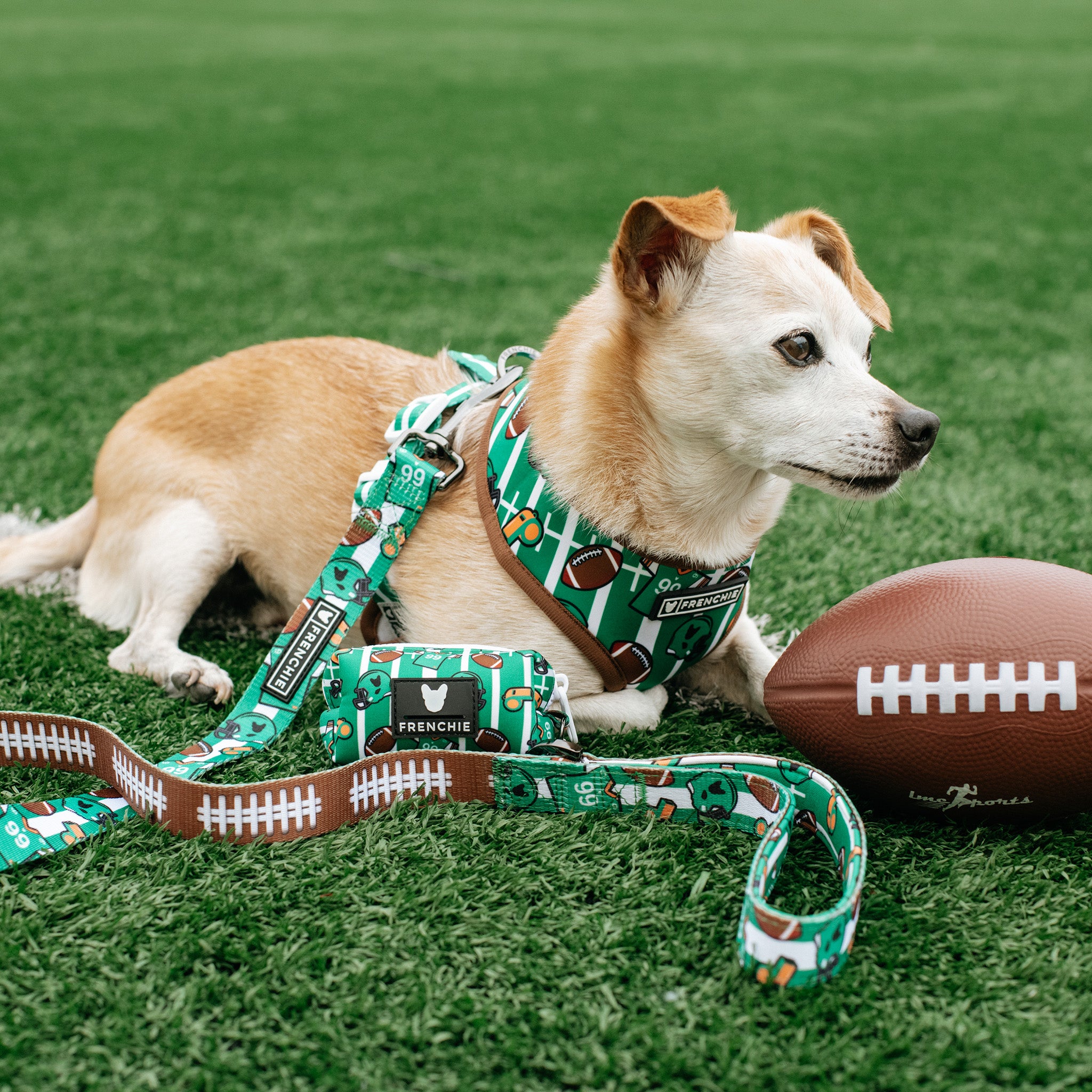 Football Dog Goes For A Touchdown! 