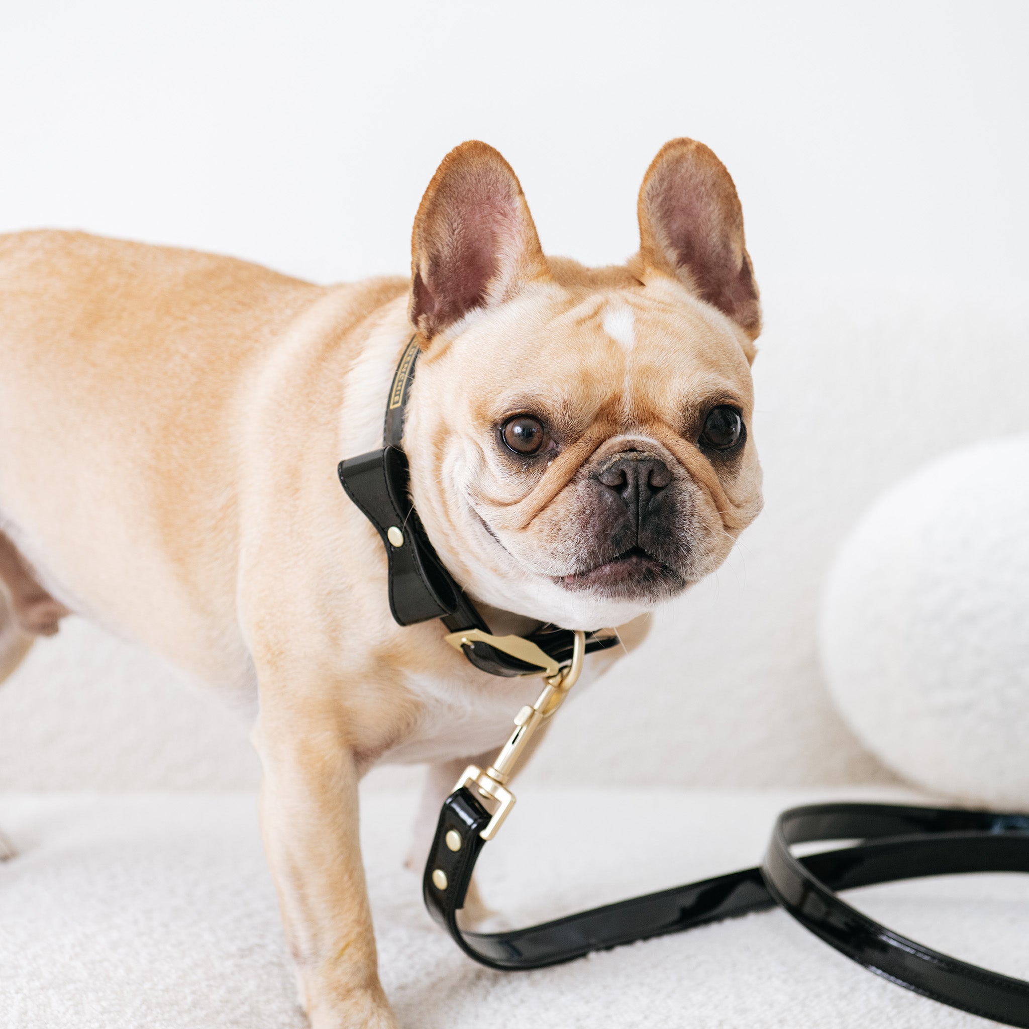 Frenchie shop bulldog collar