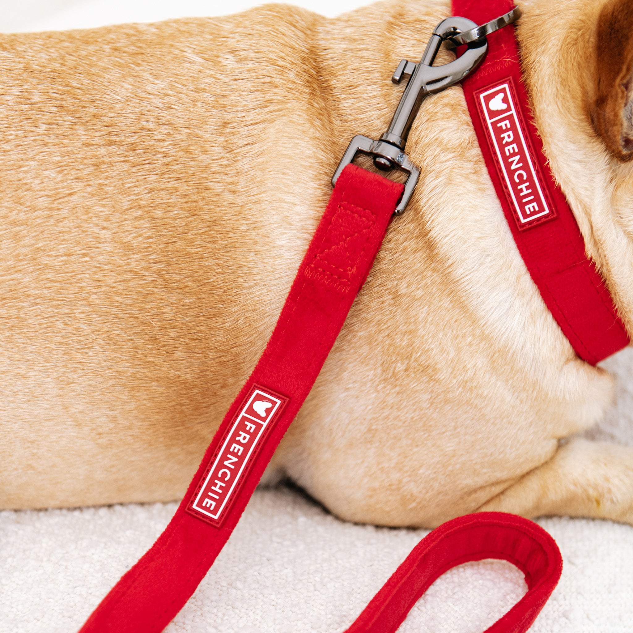 Dog leash 2024 collar set