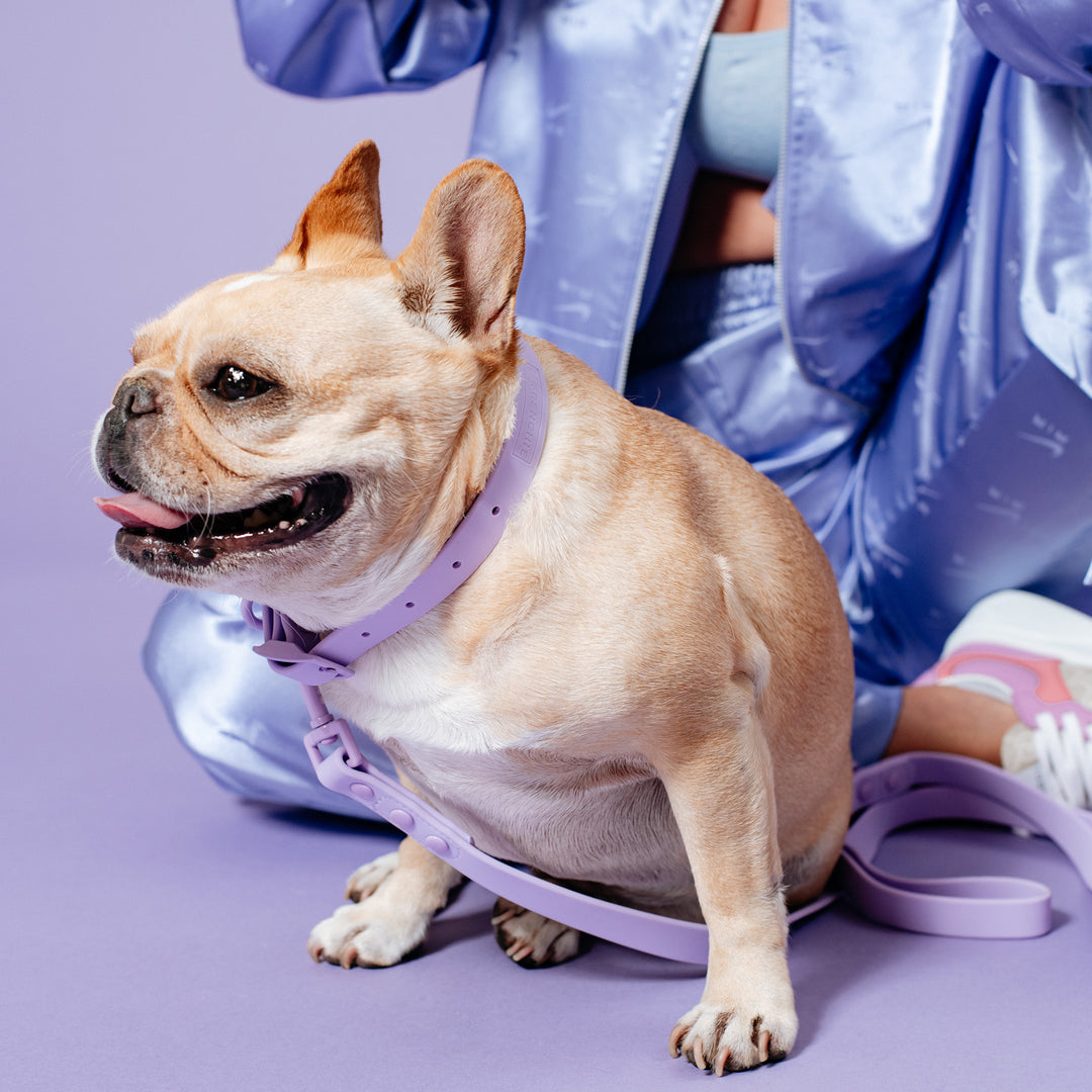Frenchie Waterproof Collar - Violet