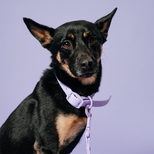Frenchie Waterproof Collar - Violet