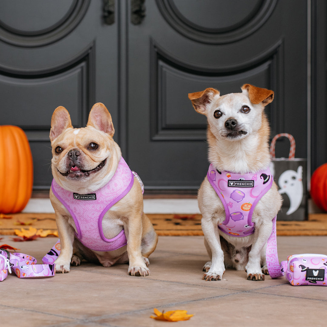 Frenchie Duo Reversible Harness - Witches Brew (Purple)