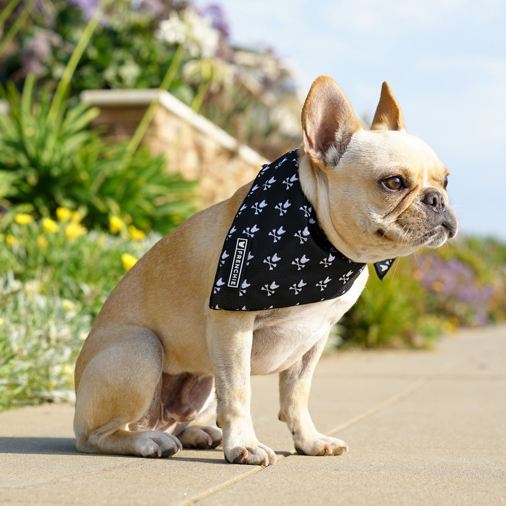 Frenchie Cooling Bandana - Bad To The Bone - Frenchie Bulldog - Shop Harnesses for French Bulldogs - Shop French Bulldog Harness - Harnesses for Pugs